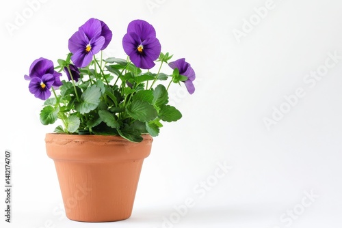 Vibrant purple pansies flourishing in a terracotta pot against a clean white backdrop isolated on transparent background