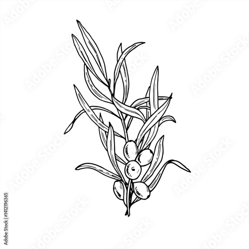 Wild sea buckthorn with berries and leaves hand drawn vector isolated illustration. Juicy autumn seaberry painted by black inks. For wellness branding, natural skincare packaging, herbal labels