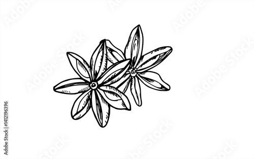 Two hand drawn star anise pods with organic textures vector illustration painted by black inks. Etching drawing of badian seeds. For labels, spice packaging, herbal tea branding, cookbook designs
