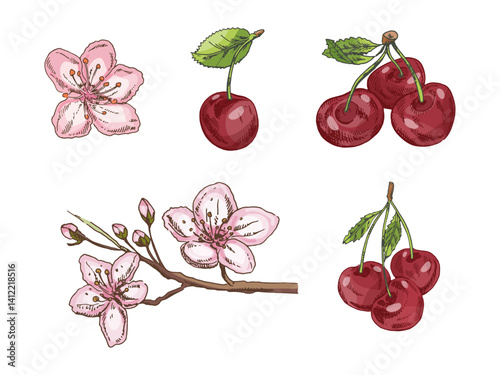 Hand drawn vintage sketch set of cherry fruits and blossoms in pastel colors, isolated vector illustration