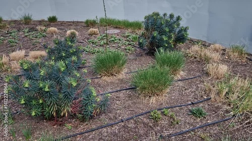 shrubby evergreen perennial growing about 80 cm, which over time the lower part of the stems may turn woody rich plumes of periwinkle yellow-green flowers resistant to drought photo