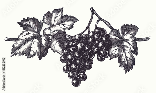 Hand Drawn Ink Sketch of Grapes on Branch in Engraving Style Vector Illustration