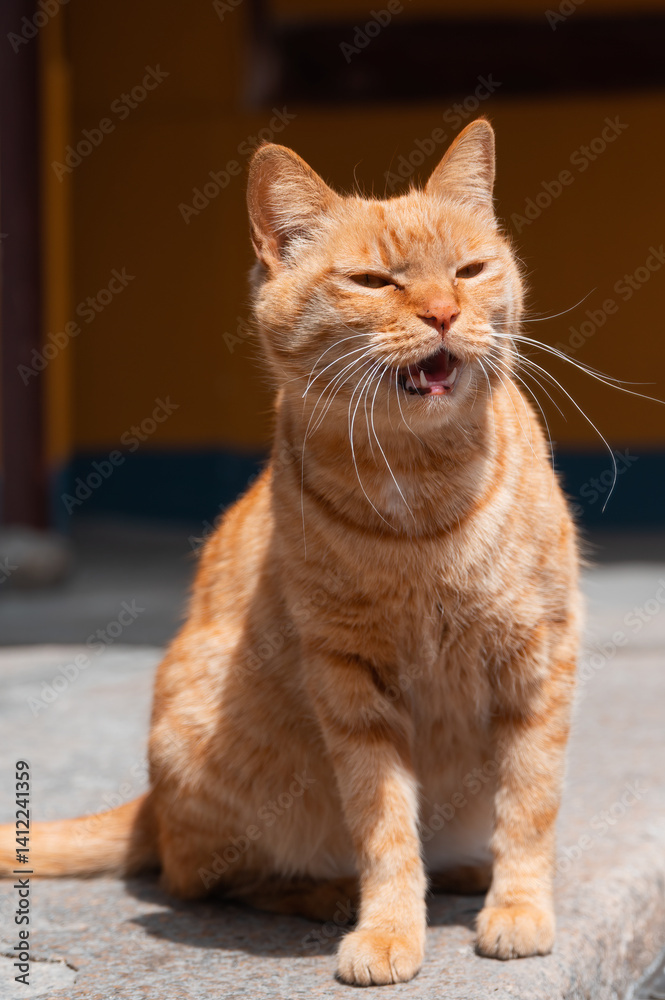 Fototapeta premium A meowing orange cat