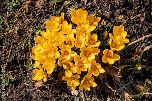 Vibrant crocuses with golden petals emerge from the earth, marking the joyful onset of spring