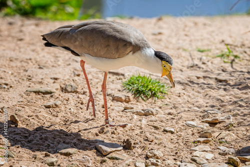 Close up of a masked Lapwing on shoreline surface