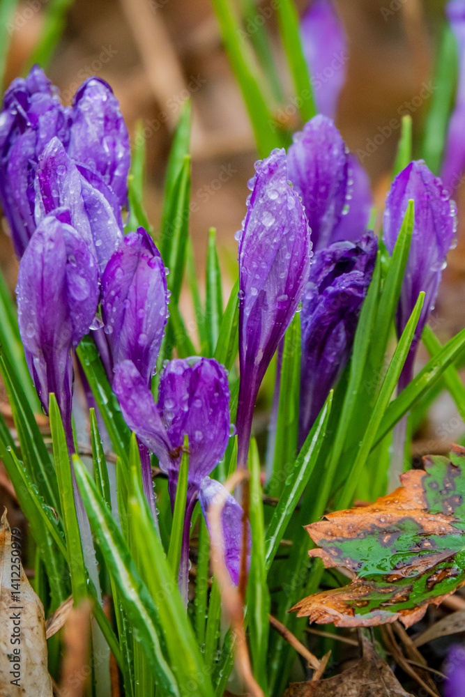 Fototapeta premium Vibrant purple crocuses push through damp earth, signaling the arrival of spring in a lush garden