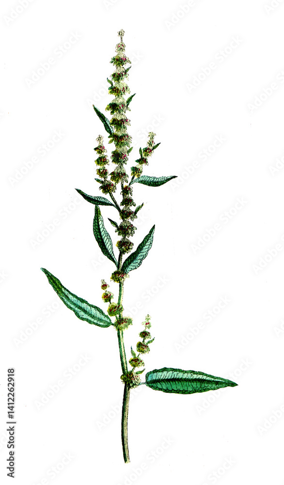 Fototapeta premium Rumex acutus, Wiesen-Sauerampfer, Nutzpflanze, Heilpflanze