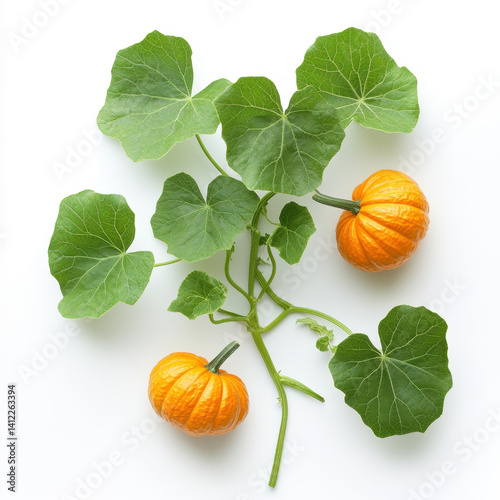 Pumpkin leaves vine plant stems and tendrils are isolated on a white background.