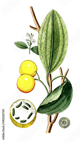 Strychnos nus comica, Gewöhnliche Brechnuss, auch kurz Brechnuss oder Krähenaugenbaum, Strychninbaum oder Brechnussbaum, Nutzpflanze, Heilpflanze
