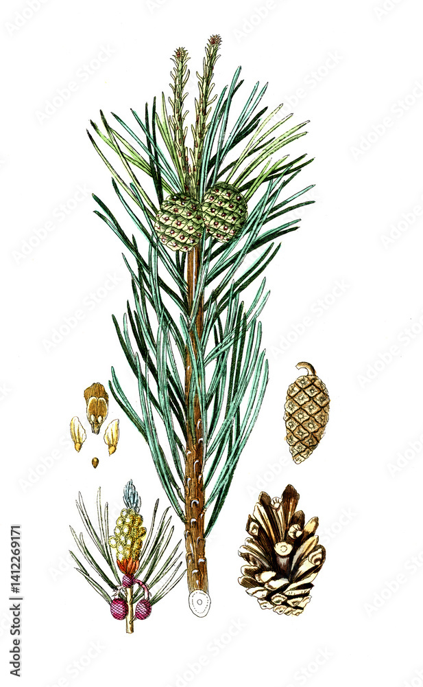 Obraz premium Pinus sylvestris, Waldkiefer, auch Gewöhnliche oder Gemeine Kiefer, Wald-Föhre, Rotföhre, Nutzpflanze, Heilpflanze