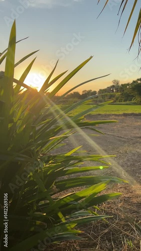 Sunset over lush green grass countryside landscape nature evening glow close-up view serenity and peace