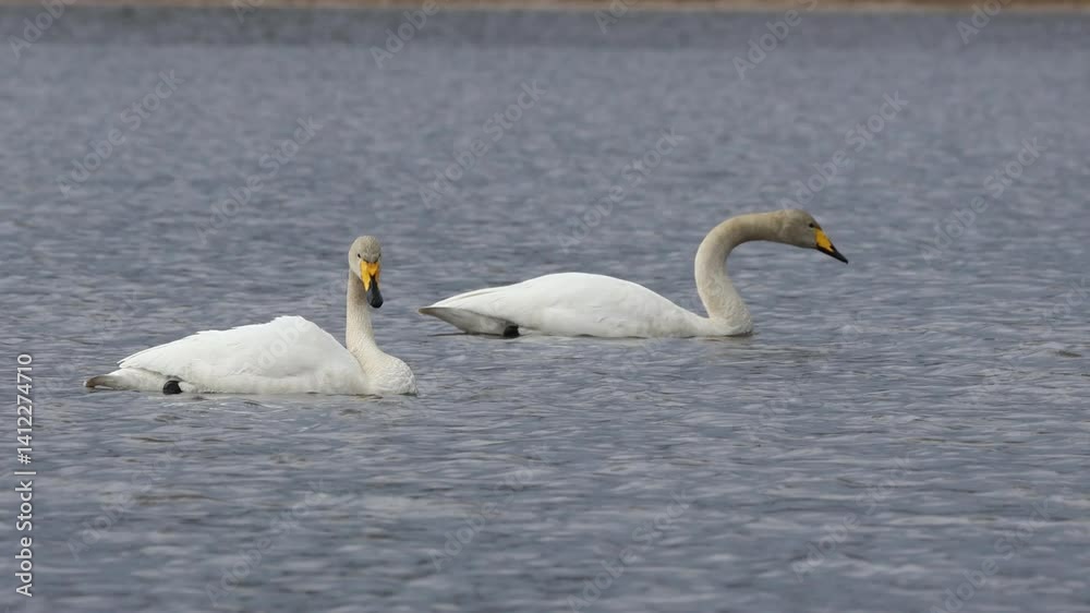A pair of whooper swans swim perpendicular to the camera lens and clean feathers on a cloudy, windy spring day. A pair of whooper swans swim perpendicular to the camera lens and clean feathers on a cloudy, windy spring day.