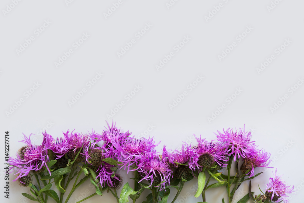 Floral square pattern of purple and pink milk thistle flowers spikes on grey background. Flat lay, top view. Pattern.