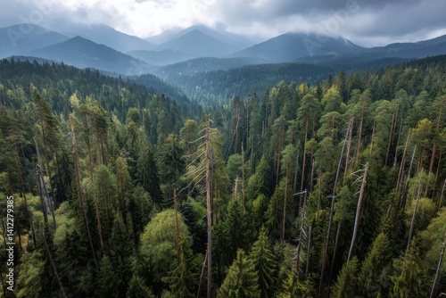 Majestic Aerial View of a Lush Green Coniferous Forest and Mountain Range