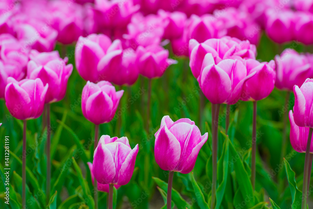 Colorful flowers growing in an agricultural field, Almere, Flevoland, The Netherlands, April 15, 2025 Colorful flowers growing in an agricultural field, Almere, Flevoland, The Netherlands, April 15, 2025