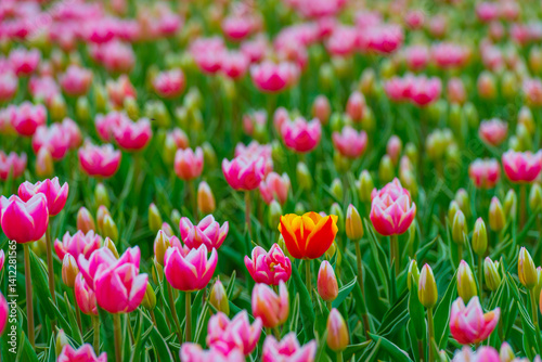 Colorful flowers growing in an agricultural field, Almere, Flevoland, The Netherlands, April 15, 2025