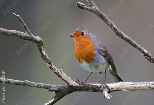 Beautiful robin (Erithacus rubecula) perched on a lemon tree branch. Cute common garden songbird with stunning orange colors looking at the camera.