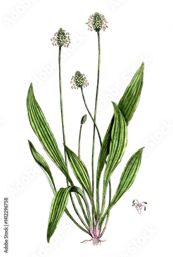 Plantago lanceolata, Spitzwegerich, Heilpflanze, Naturheilkunde