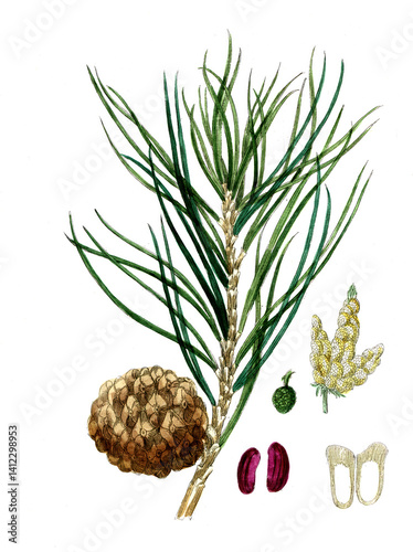 Pinus pinea, Pinie, Heilpflanze, Naturheilkunde