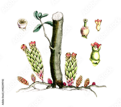 Cytinus hypocistis, Gelber Zistrosenwürger, Gemeiner Hypozist, Schmarotzerpflanze photo