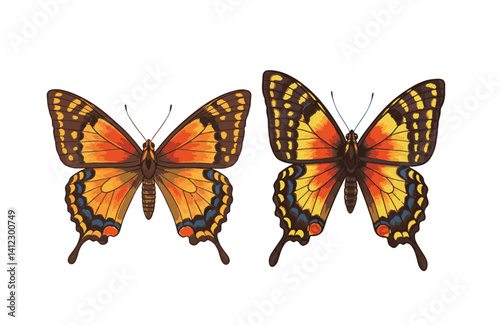 Graceful butterfly movements captured in artistic transformation