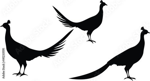 Pheasant Silhouette, Elegant Bird Icons with Crest, Fauna on Transparent Background