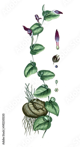 Aristolochia rotunda, Pfeifenblume photo