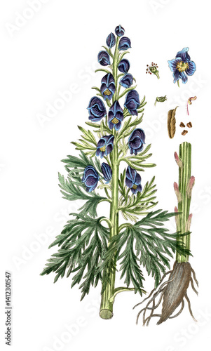 Aconitum napellus, Blauer Eisenhut photo