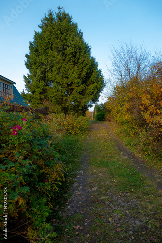 an overgrown road in a country holiday village in autumn
