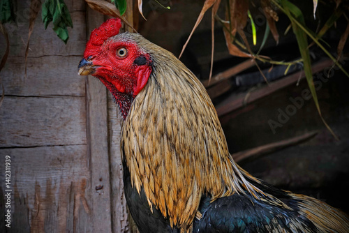 Head red rooster on garden