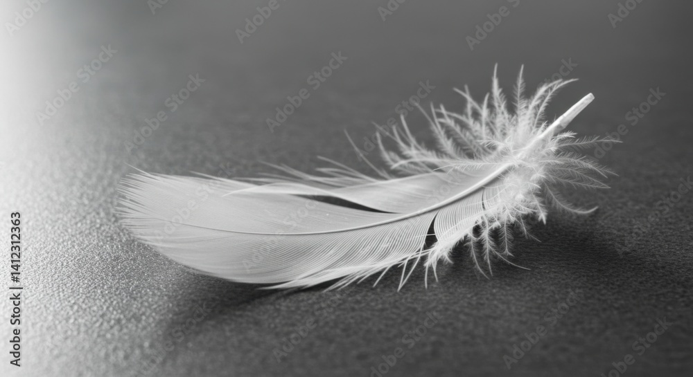Obraz premium Pristine White Feather on Gray Surface