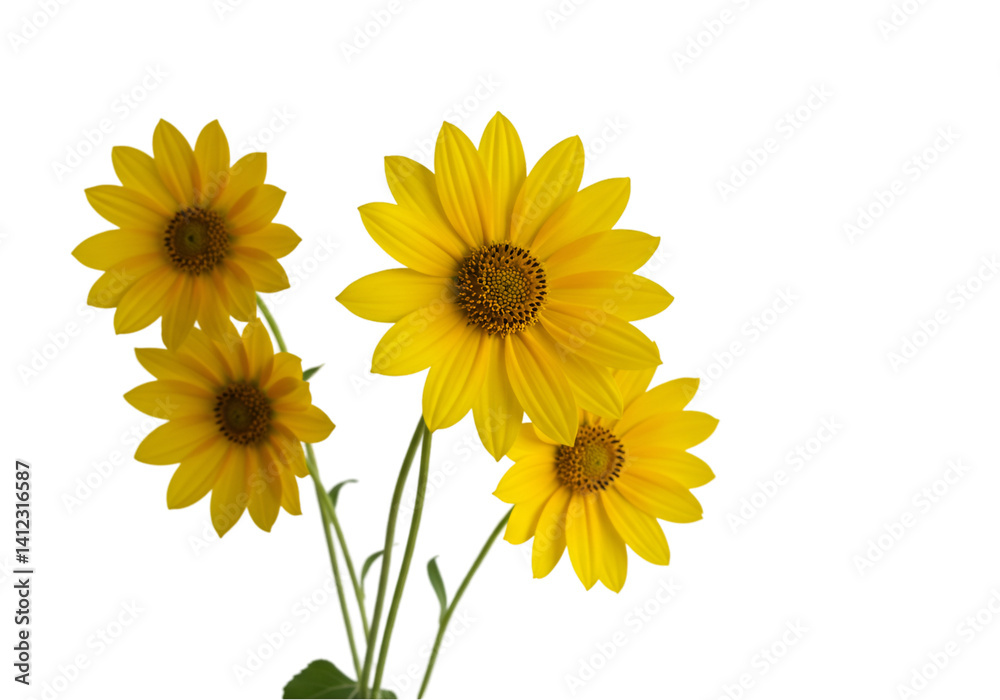 Obraz premium sunflowers on white background