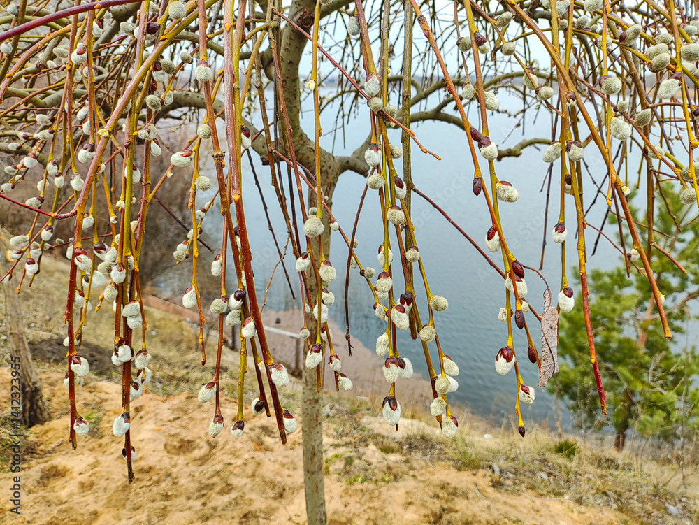 Fototapeta premium willow, shelyuga, Furry Catkins of willow close-up. March scene outdoors. Spring bloom of wild willows. Early spring nature. March. Willow on a branch, blooming willow in the spring park.
