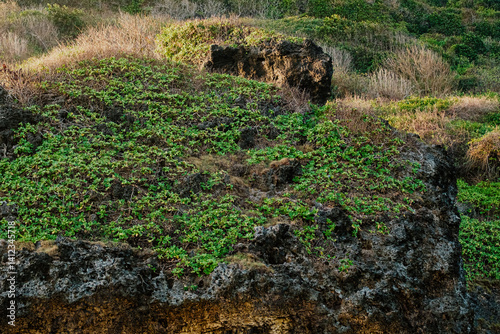 Lush green hillside with wild vegetation and rocky textures in tropical landscape. Natural cliff terrain in warm sunlight.