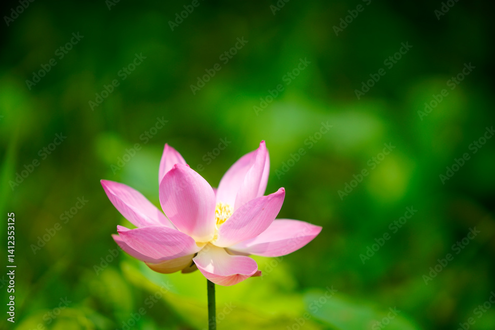 Elegant Pink Lotus Flower on Green Background in Natural Setting Elegant Pink Lotus Flower on Green Background in Natural Setting