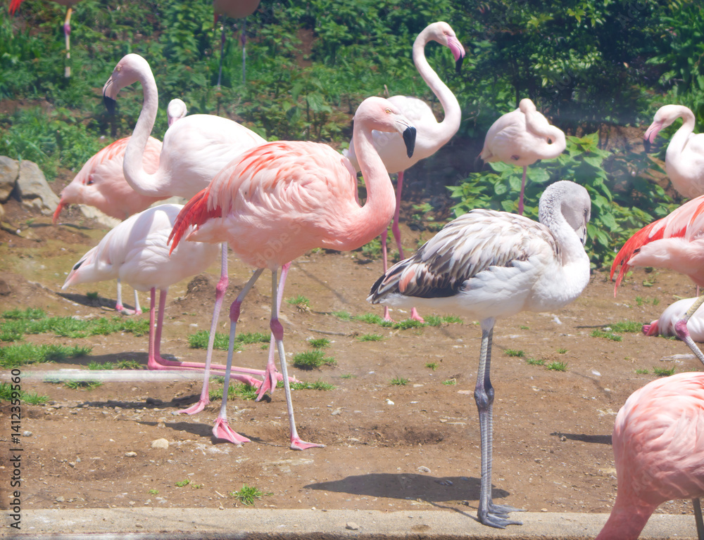 群馬県桐生が岡動物園「フラミンゴ」2 群馬県桐生が岡動物園「フラミンゴ」2