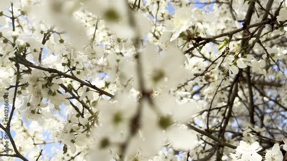 Slow motion shot of fruit trees in full spring bloom cherries, pears, or apples with small white flowers against a clear blue sky, capturing natures serene beauty. Slow motion shot of fruit trees in full spring bloom cherries, pears, or apples with small white flowers against a clear blue sky, capturing natures serene beauty.