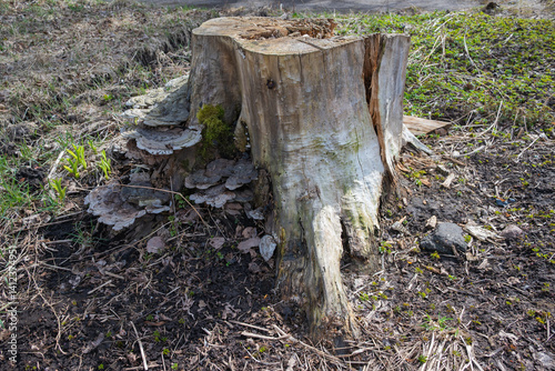 Obraz na płótnie A large tree stump with mushrooms growing on it. The stump is surrounded by grass and weeds. The image has a natural and rustic feel to it w salonie