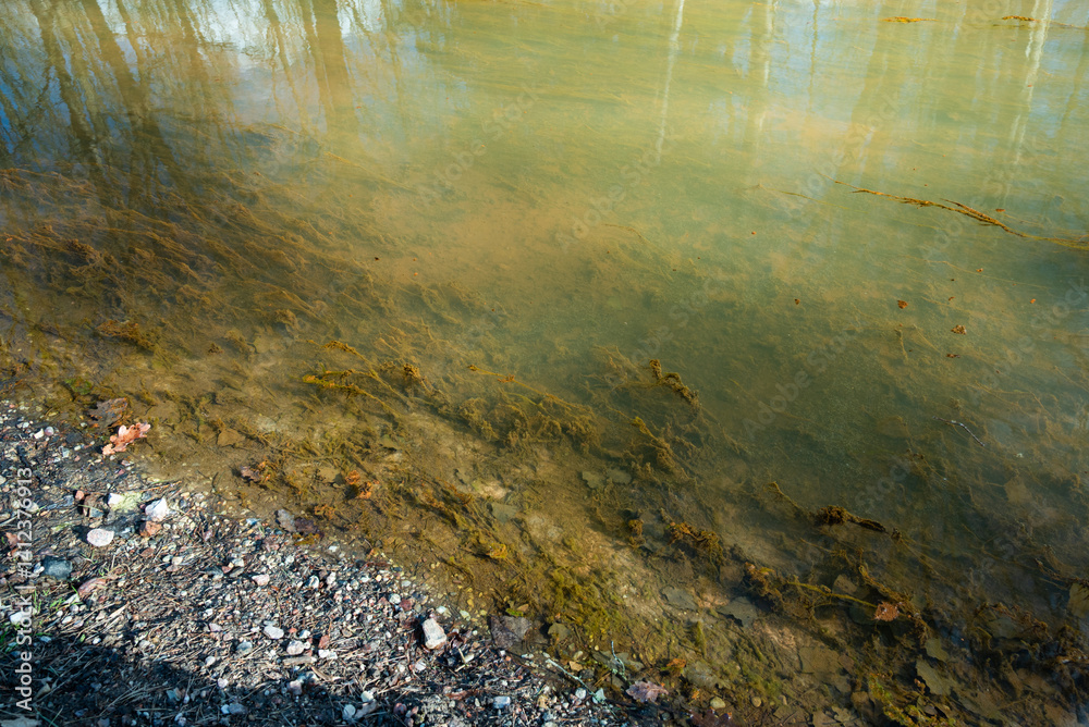 A natural pond with green algae and moss growth on the shore. Water is reflecting trees and sky.