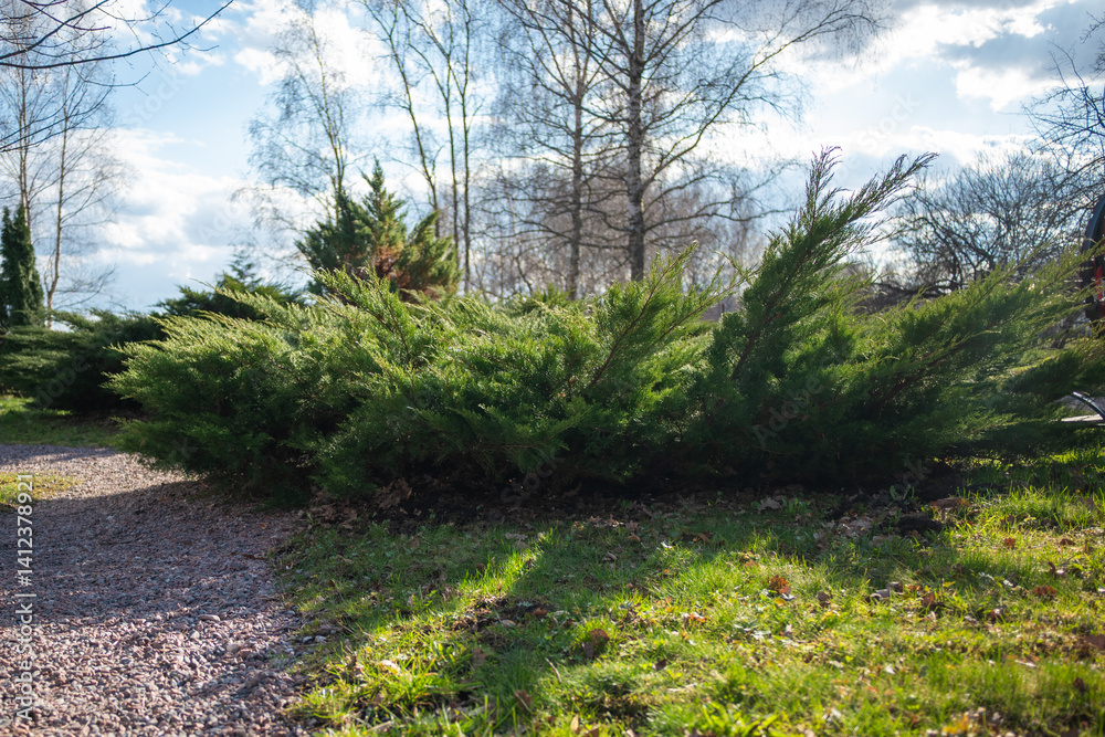 A line of pine trees growing on the lawn.