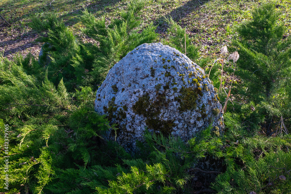 A textured and moss-covered rock in a natural outdoor setting.