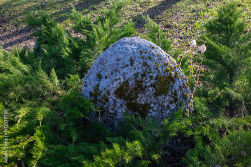 Obraz na płótnie A textured and moss-covered rock in a natural outdoor setting. w salonie