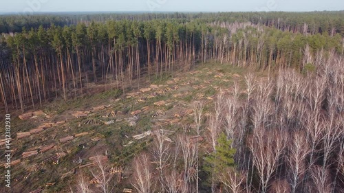 Evening aerial view of deforested area with scattered tree logs. Striking aerial shot of a forest with deforested area with pine and birch tree logs