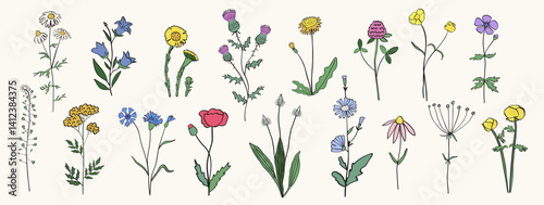 Hand drawn wild flowers and herbs. Vector silhouettes of field plants isolated on white background.