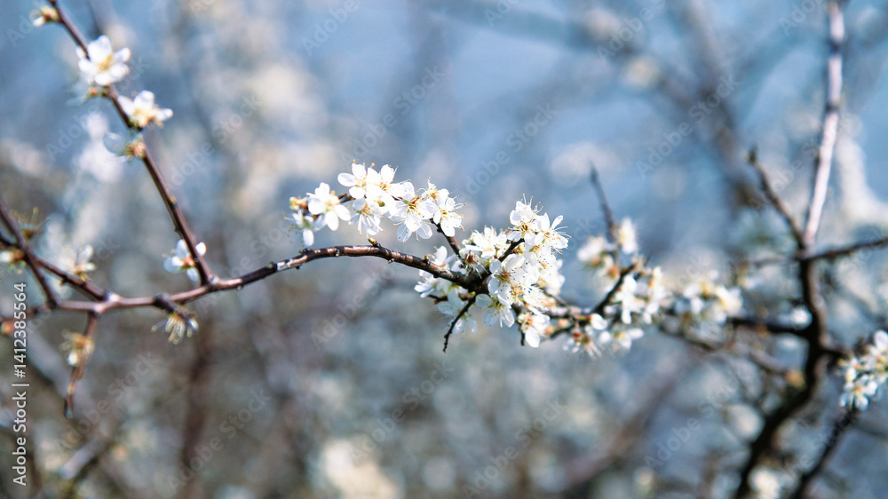 Spring flowering branch with white flowers in soft natural light. Spring flowering branch with white flowers in soft natural light.