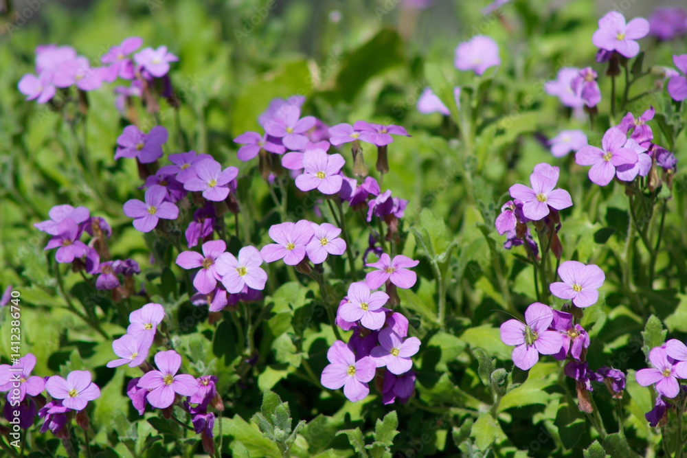 purple garden flowers aubrieta close up
purple garden flowers aubrieta close up