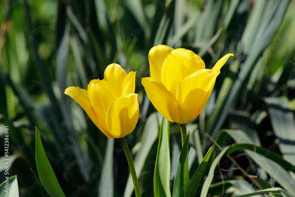 yellow tulips in spring