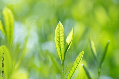 茶葉・茶畑・新茶