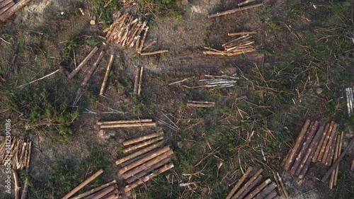 Evening aerial view of a deforested area with scattered tree logs. Aerial top-down perspective of a recently deforested area with fallen pine and birch trees, cut branches