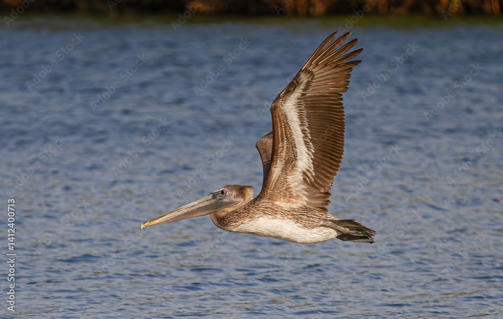 Brown pelican in flight over the ocean waters in Florida